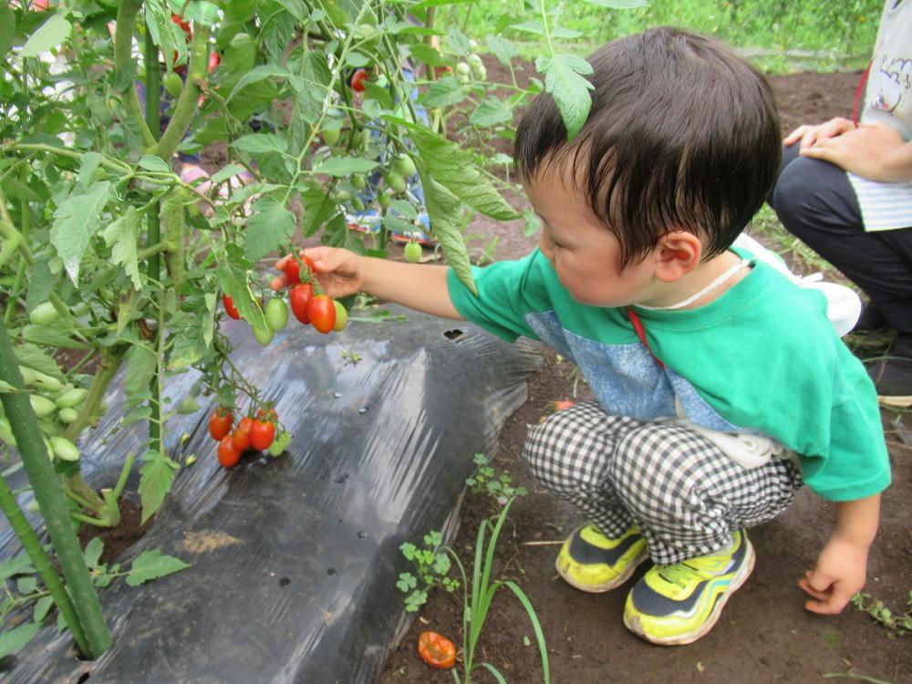 食育の様子